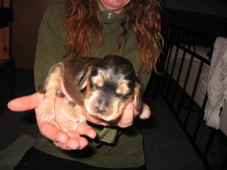 Cocker spaniel havredals Asterix  - få dage gammel, men bare dejlig billede 3