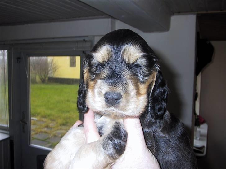 Cocker spaniel havredals Asterix  - hej alle billede 4