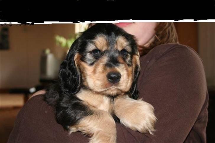 Cocker spaniel havredals Asterix  - jeg er da fotogen ik billede 5