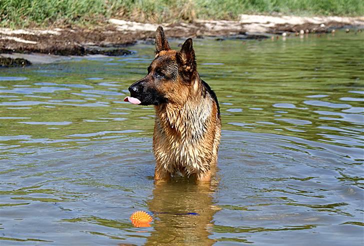 Schæferhund Kenzo - Kenzo i hesteskoen d. 5/7 2008  billede 11