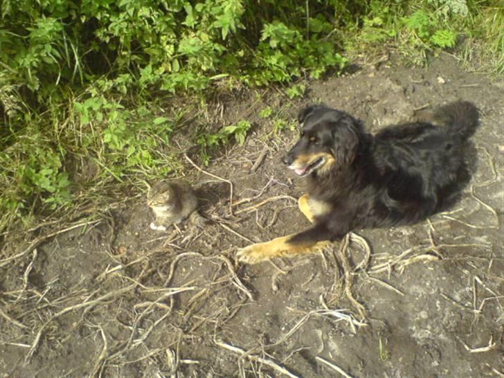 Blanding af racer Thyson ' nye billeder <3 - det er bare sådan et sødt billede det her (; det var en dag da min søster og jeg skulle lave ridebanen færdig da var de to med os ude (: hund og kat <333  billede 1