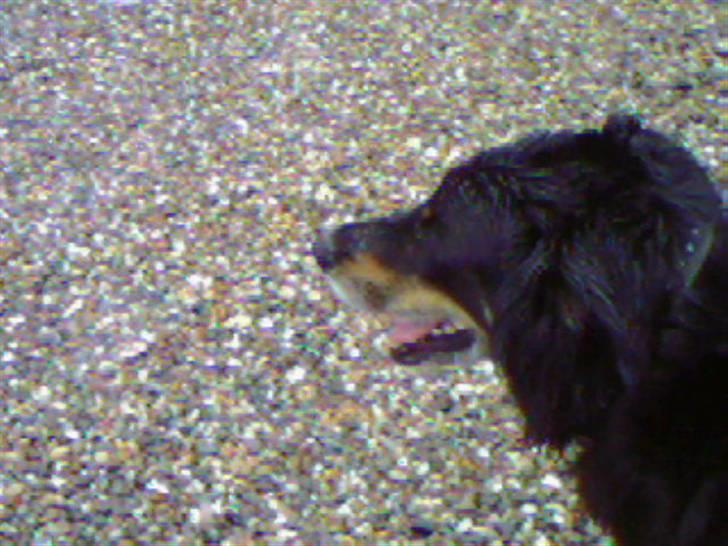 Blanding af racer Thyson ' nye billeder <3 - thyson <3  billede 2