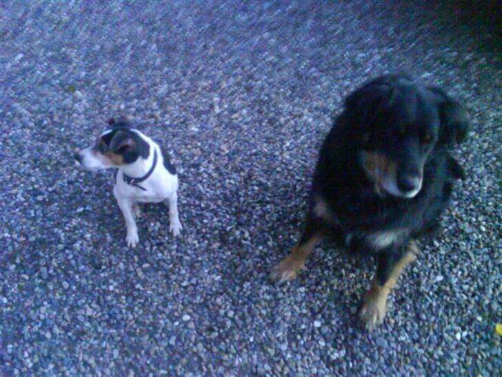 Blanding af racer Thyson ' nye billeder <3 - laika og ham :d  billede 3