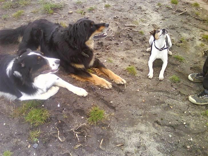 Blanding af racer Thyson ' nye billeder <3 -  thyson er i midten ;D  billede 4