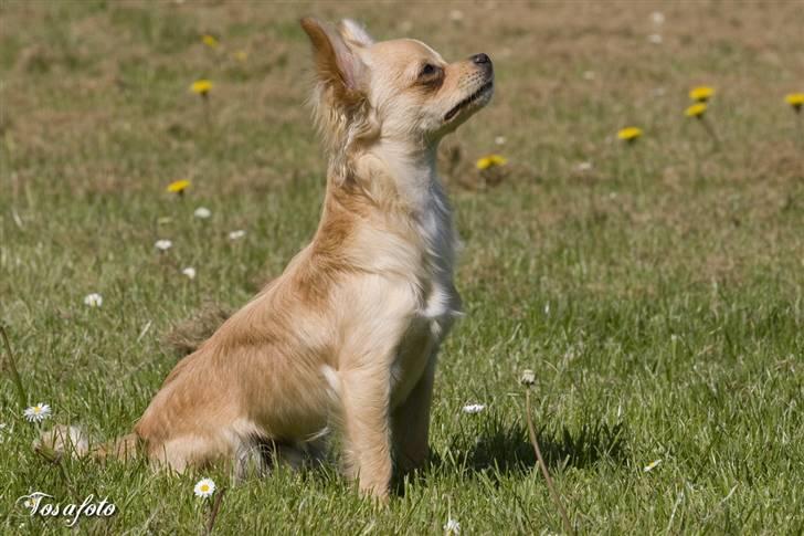 Chihuahua Jamie 2007-2008 - Ja moar, jeg vil hellere kigge den anden vej, så jeg ikk får solen i øjnene ;o) 6,5 mdr. billede 3