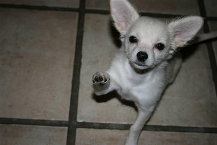 Chihuahua Deluca<3 billede 1