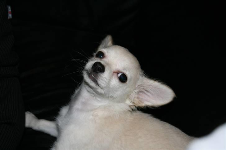 Chihuahua Deluca<3 - er hun ikke bare sød billede 2