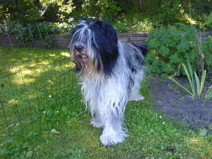 Schapendoes Valle  billede 1