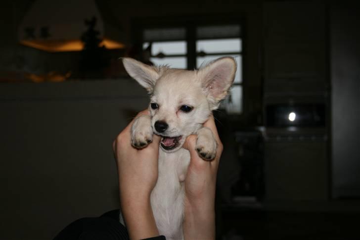 Chihuahua Deluca<3 billede 3