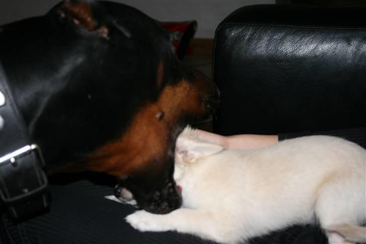 Chihuahua Deluca<3 - skal lige se hans tænder. billede 4