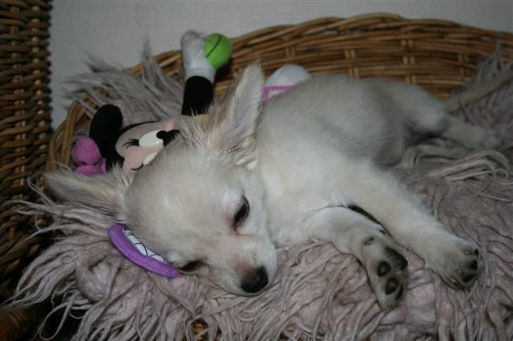 Chihuahua Deluca<3 billede 5