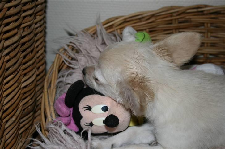 Chihuahua Deluca<3 billede 6