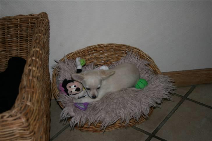 Chihuahua Deluca<3 billede 7