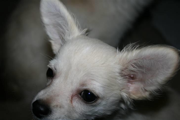 Chihuahua Deluca<3 billede 8