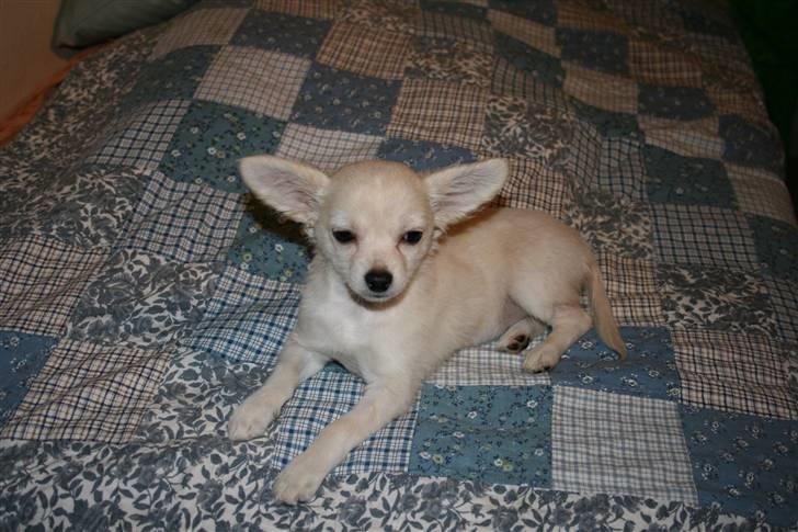 Chihuahua Deluca<3 billede 9