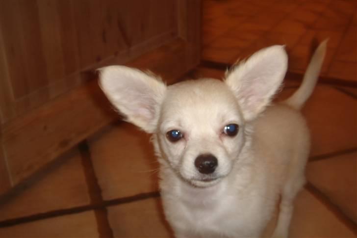 Chihuahua Deluca<3 billede 10