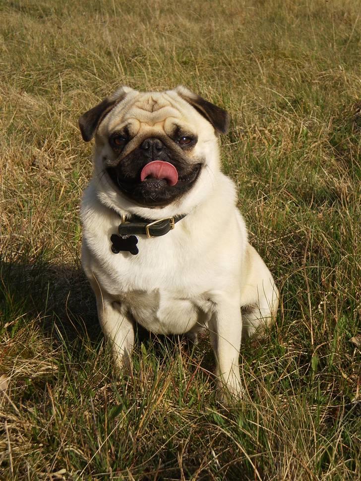 Mops Bertram - Velkommen til Bertrams profil ! billede 1