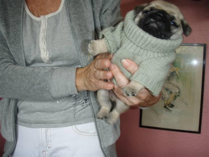 Mops Bertram - Bertram da han stadig var hos sin mor. Her iført sin lille trøje. billede 2