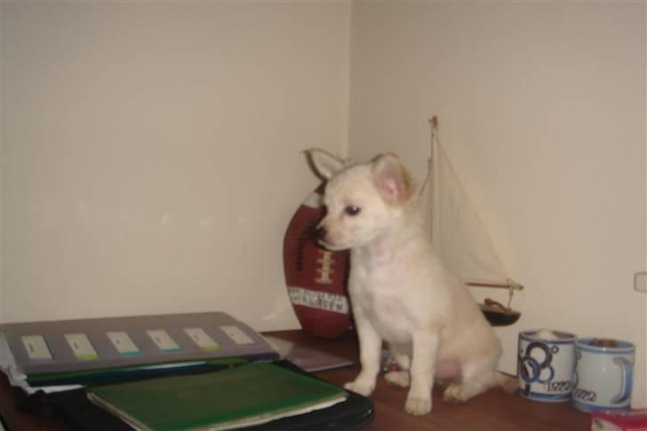 Chihuahua Deluca<3 billede 12