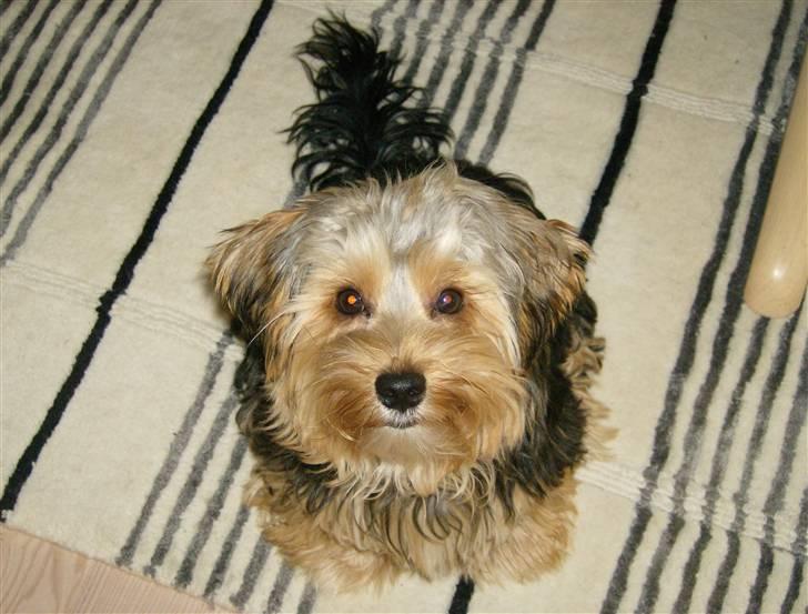 Yorkshire terrier Coco billede 15