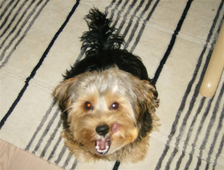 Yorkshire terrier Coco billede 16