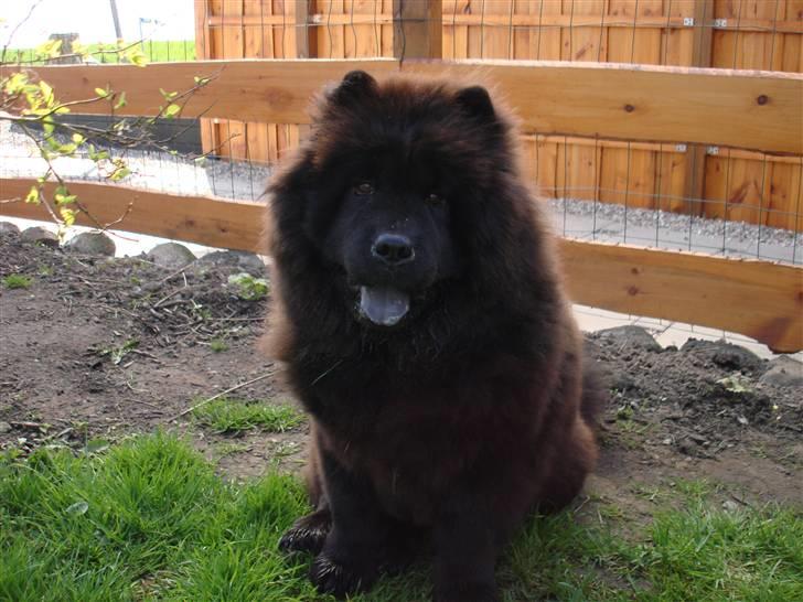 Chow chow Peli`s Tanya of Flensborg - 7måneder og hun er snart lige lige så stor som hendes mor billede 1