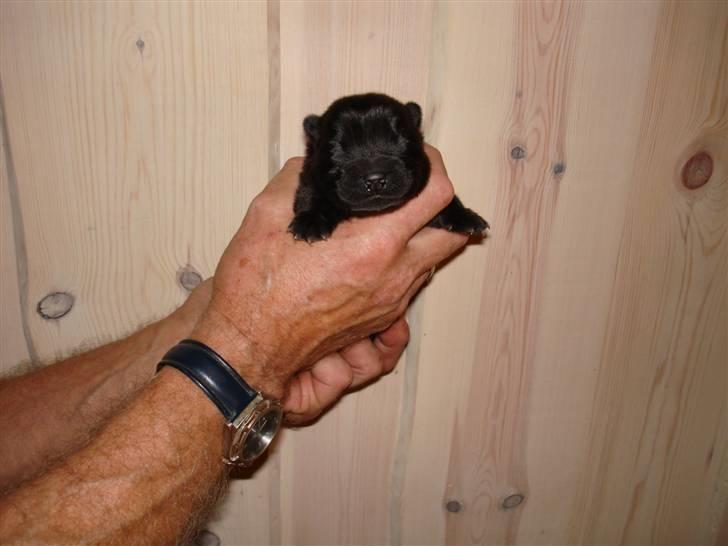 Chow chow Peli`s Tanya of Flensborg - 8dage gammel billede 2