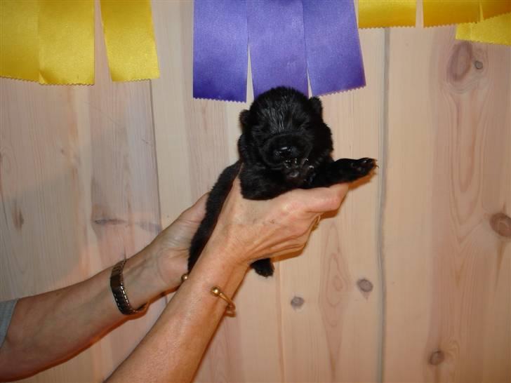 Chow chow Peli`s Tanya of Flensborg - 14 dage billede 3