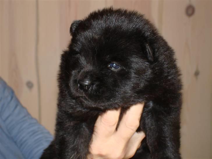 Chow chow Peli`s Tanya of Flensborg - 3 uger billede 4