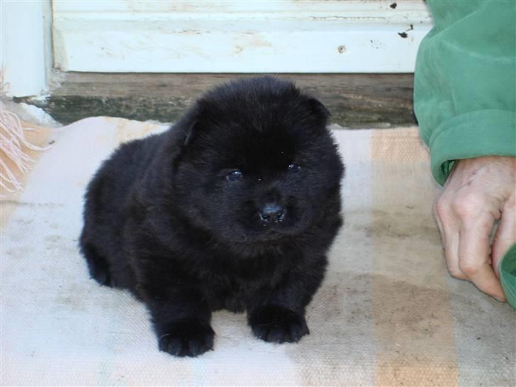 Chow chow Peli`s Tanya of Flensborg - 4uger billede 5