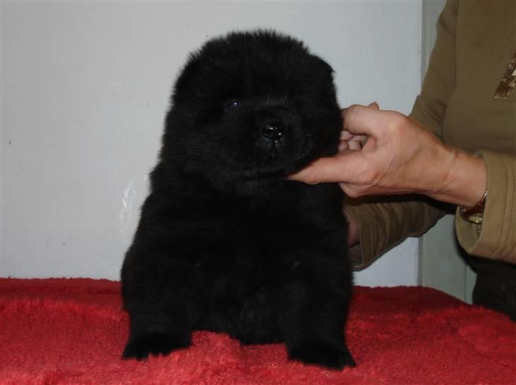 Chow chow Peli`s Tanya of Flensborg - 5 uger billede 6