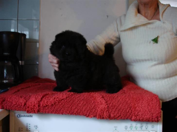 Chow chow Peli`s Tanya of Flensborg - 6 uger uh-ha der er langt ned  billede 7