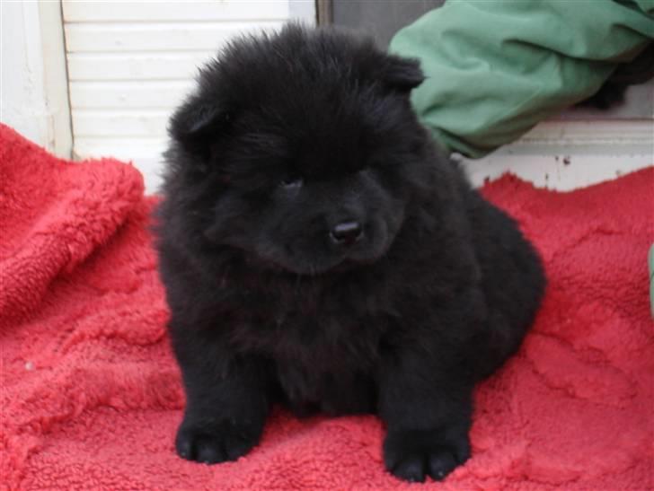 Chow chow Peli`s Tanya of Flensborg - 7 uger billede 8