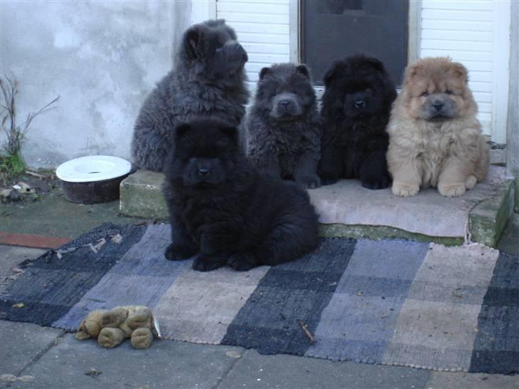 Chow chow Peli`s Tanya of Flensborg - 8 uger her sidder jeg forest sammen med mine søskende billede 9