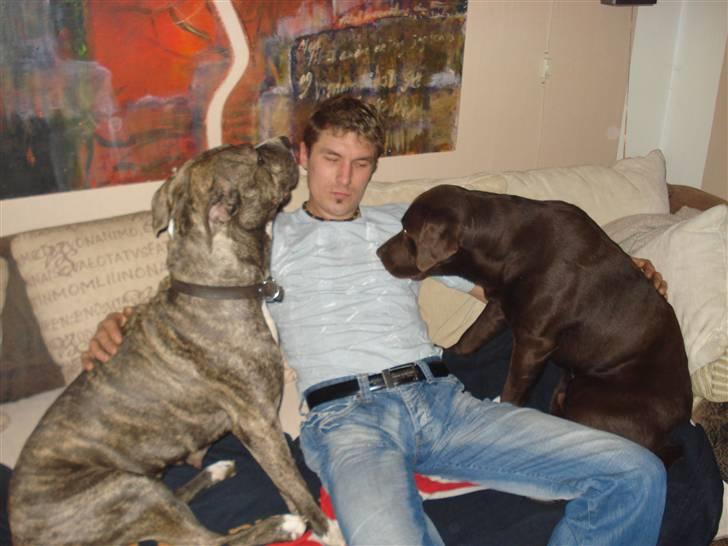 Labrador retriever Boxi - Sidder lige med far i sofa´en og hygger billede 20