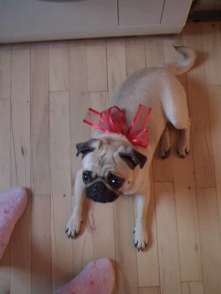 Mops Lajka - jule marcipangris (: billede 18