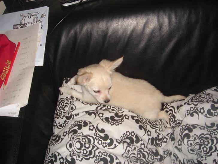 Chihuahua Deluca<3 billede 13