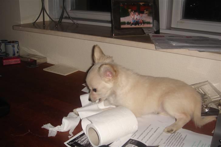 Chihuahua Deluca<3 billede 14