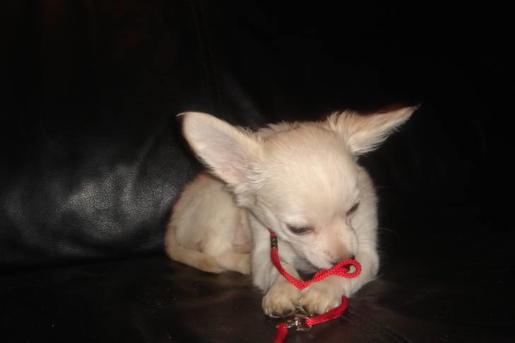 Chihuahua Deluca<3 - på vej ud og gå tur<3 elsker hun :o) billede 15