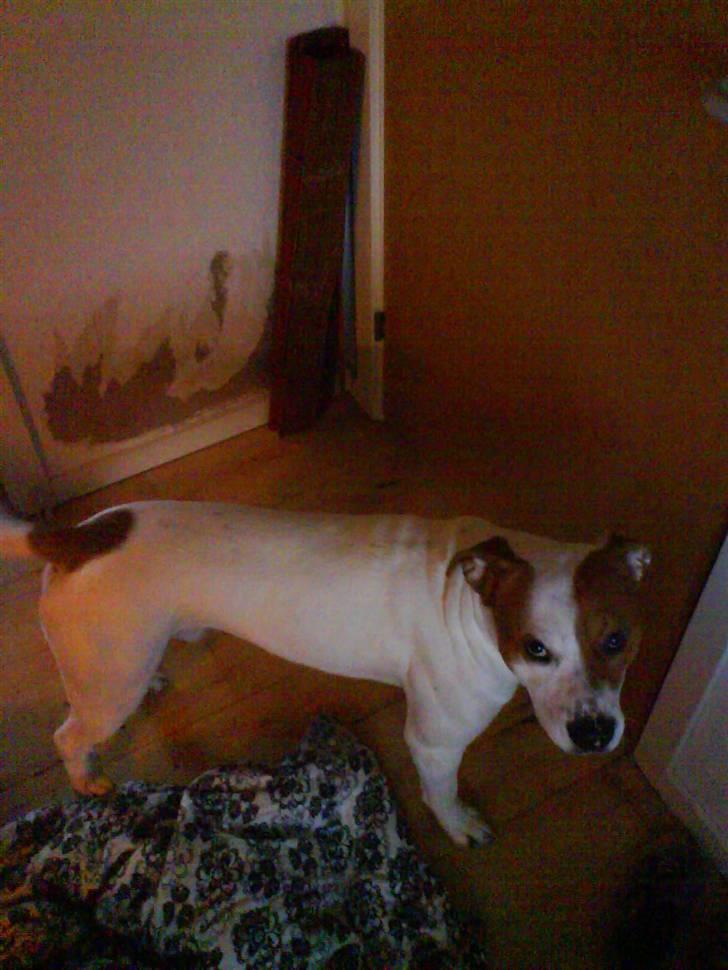 Blanding af racer boss - nyt taget idag d 15/12/2007 billede 11