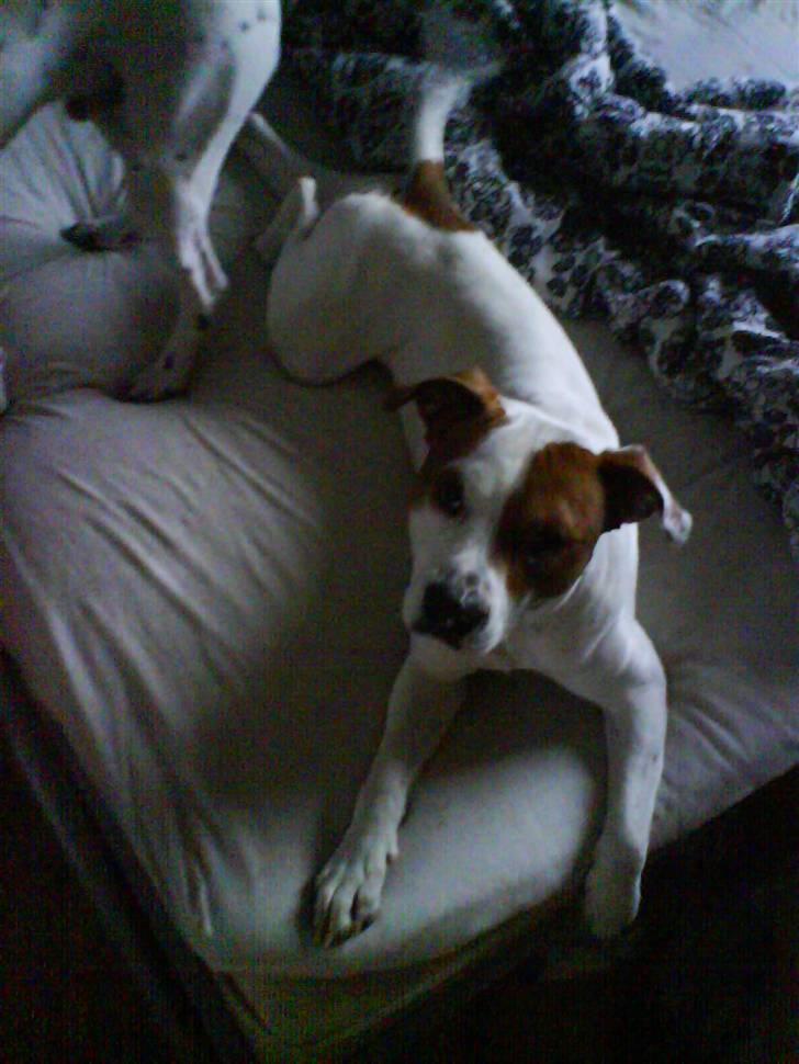 Blanding af racer boss - nyt taget idag d 15/12/2007 billede 12