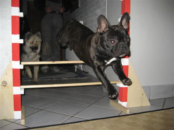 Fransk bulldog Lilo *RIP* - lilo´s lille spring billede 6