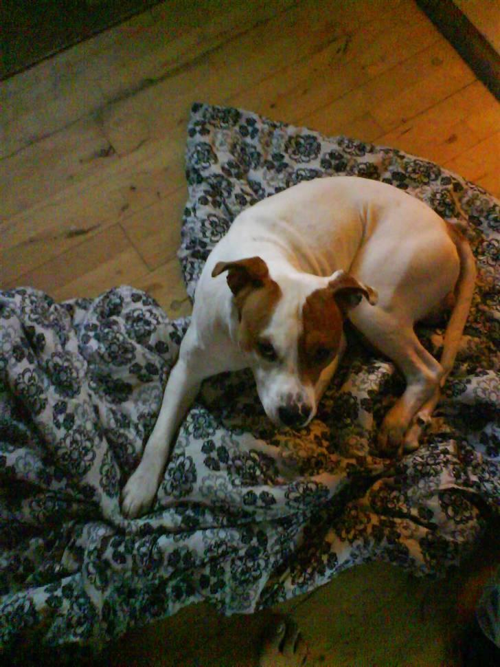 Blanding af racer boss - nyt taget idag d 15/12/2007 billede 13