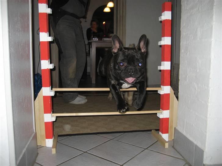 Fransk bulldog Lilo *RIP* - Endnu et flot spring billede 7