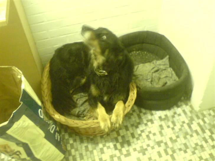 Blanding af racer Thyson ' nye billeder <3 - han kunne lige lugte noget ;D  billede 5