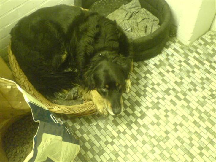 Blanding af racer Thyson ' nye billeder <3 - jeps så slapper vi lige lidt af ;D  billede 6