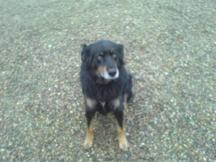 Blanding af racer Thyson ' nye billeder <3 - lidt fotogen er han da ? ;D  billede 7