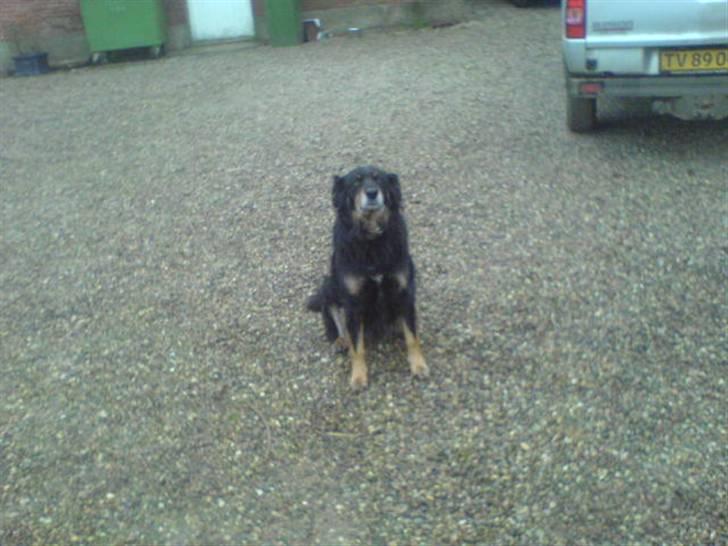 Blanding af racer Thyson ' nye billeder <3 - hehe <3  billede 8