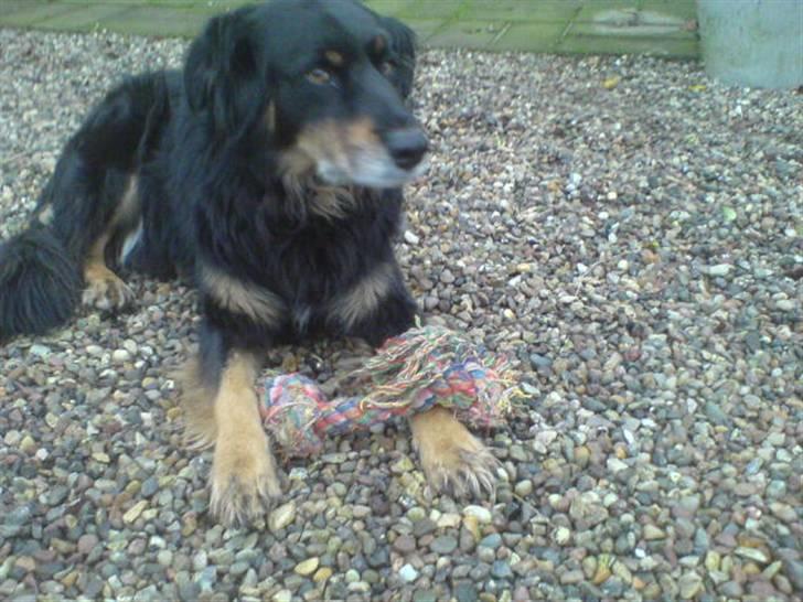 Blanding af racer Thyson ' nye billeder <3 - Min dejlige hund (:< 3 billede 10