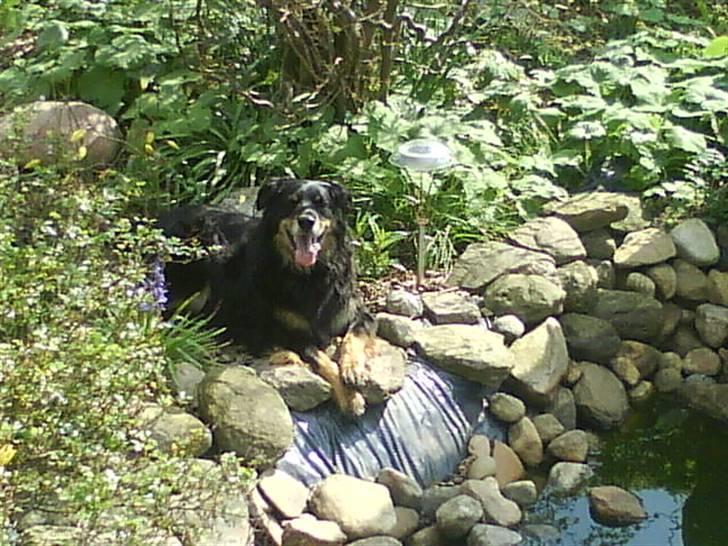 Blanding af racer Thyson ' nye billeder <3 - Thyson <3  billede 11